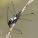 Libellula fulva pair in-cop